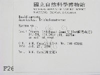 小菇屬藏品圖，第2張