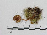 小菇屬藏品圖，第3張