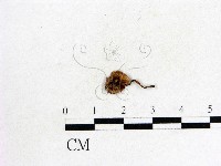 登錄號:F0002623藏品圖，第1張