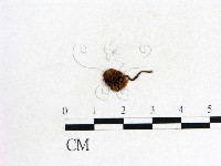 登錄號:F0002623藏品圖，第3張