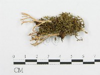 登錄號:F0002624藏品圖，第1張