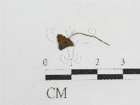 粉褶菌屬藏品圖，第3張