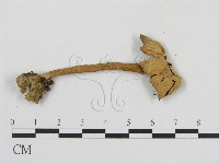 登錄號:F0002629藏品圖，第3張