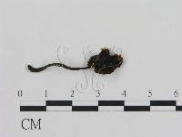 登錄號:F0002630藏品圖，第1張