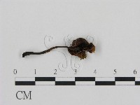 登錄號:F0002630藏品圖，第3張