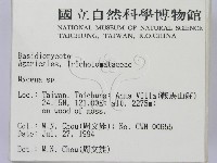 小菇屬藏品圖，第2張