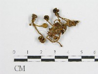 登錄號:F0002632藏品圖，第1張