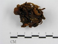 登錄號:F0002633藏品圖，第3張