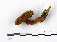 登錄號:F0002635藏品圖，第1張