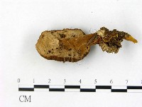 登錄號:F0002635藏品圖，第3張