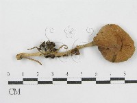 登錄號:F0002638藏品圖，第1張