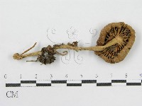 登錄號:F0002638藏品圖，第3張