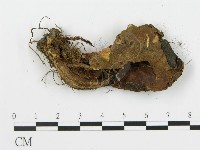 登錄號:F0002639藏品圖，第4張