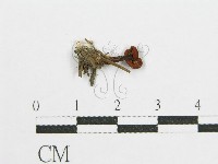 登錄號:F0002641藏品圖，第1張