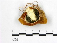 登錄號:F0002642藏品圖，第1張