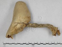 登錄號:F0002643藏品圖，第1張