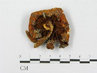 登錄號:F0002644藏品圖，第1張