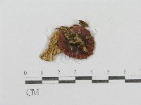 紅菇屬藏品圖，第1張