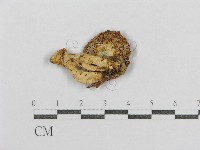 紅菇屬藏品圖，第3張