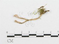 登錄號:F0002647藏品圖，第1張