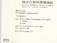 花耳屬藏品圖，第2張