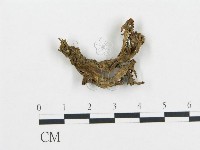 登錄號:F0002649藏品圖，第1張