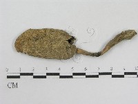 登錄號:F0002650藏品圖，第1張