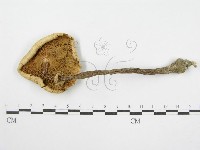 登錄號:F0002651藏品圖，第1張