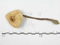 登錄號:F0002651藏品圖，第4張