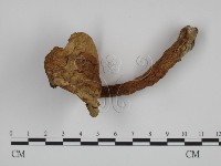 登錄號:F0002652藏品圖，第3張