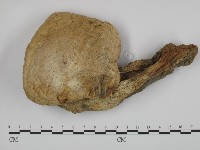 登錄號:F0002653藏品圖，第1張