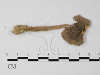 登錄號:F0002654藏品圖，第1張