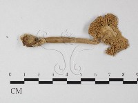 登錄號:F0002654藏品圖，第3張