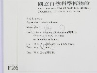小皮傘屬藏品圖，第2張