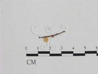 小皮傘屬藏品圖，第3張