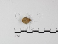 登錄號:F0002659藏品圖，第1張