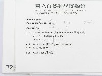 傘菌屬藏品圖，第2張