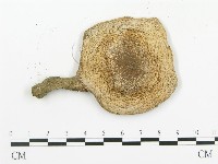 傘菌屬藏品圖，第3張