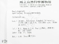杯傘屬藏品圖，第2張