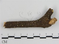 登錄號:F0002662藏品圖，第1張