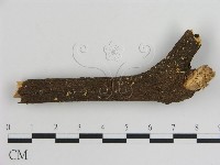 登錄號:F0002662藏品圖，第3張