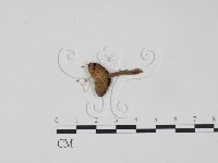 登錄號:F0002663藏品圖，第1張