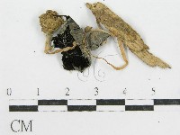 登錄號:F0002664藏品圖，第1張