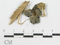 登錄號:F0002664藏品圖，第3張