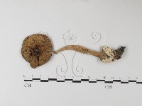 登錄號:F0002665藏品圖，第1張
