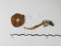 登錄號:F0002665藏品圖，第3張