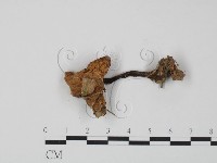 登錄號:F0002666藏品圖，第1張