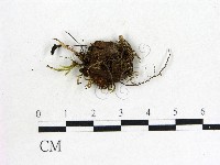 鬼傘屬藏品圖，第1張