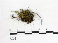 鬼傘屬藏品圖，第3張