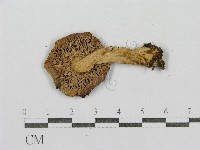 紅菇屬藏品圖，第4張